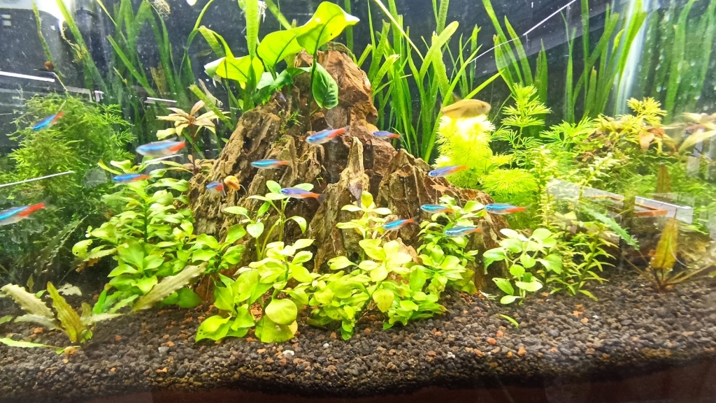 CUSTOM CICHLIDS AQUARIUM