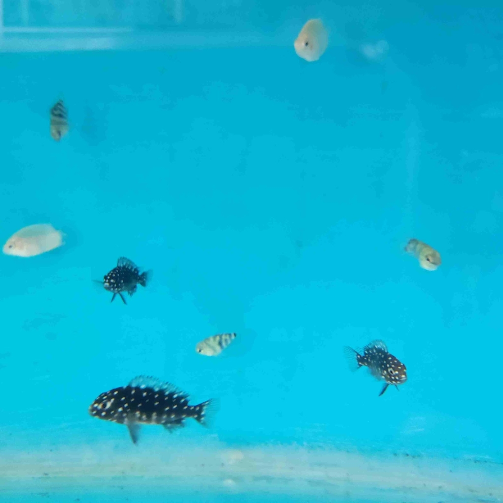 Yovaldo Blue Aquarium