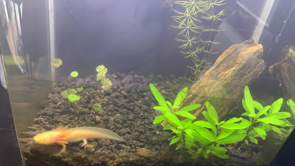 Acuario MaKilSha