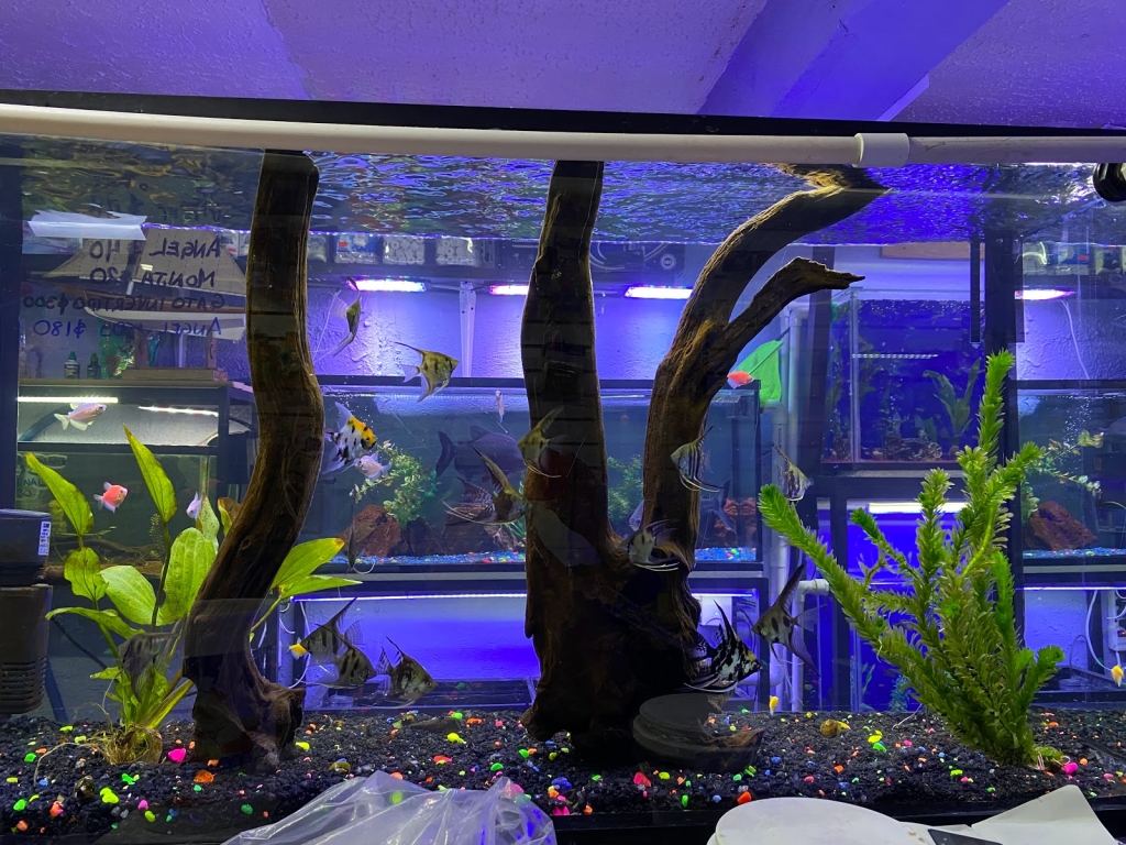 Aquarium shop
