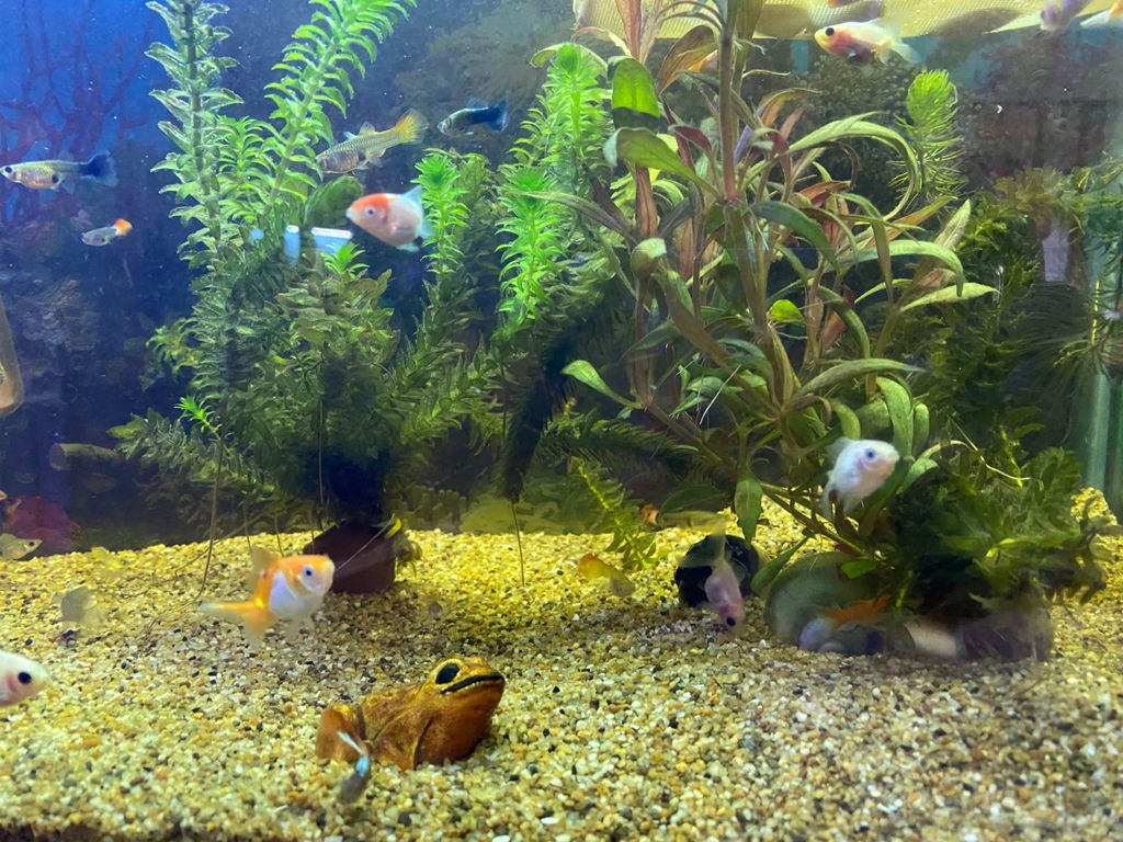 Atlantic Ocean Aquarium