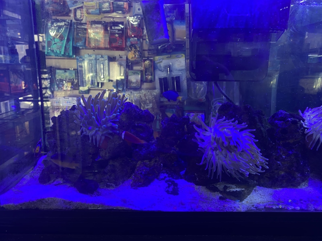 Coral Fish Aquarium