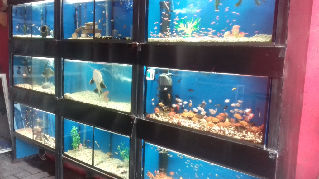 Acuario vida marina