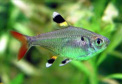 ACUARIO ARCÉN TEPEJI
