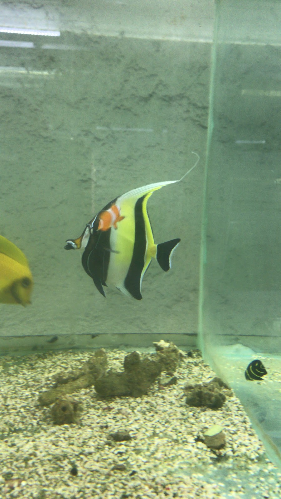 Acuario Plankton