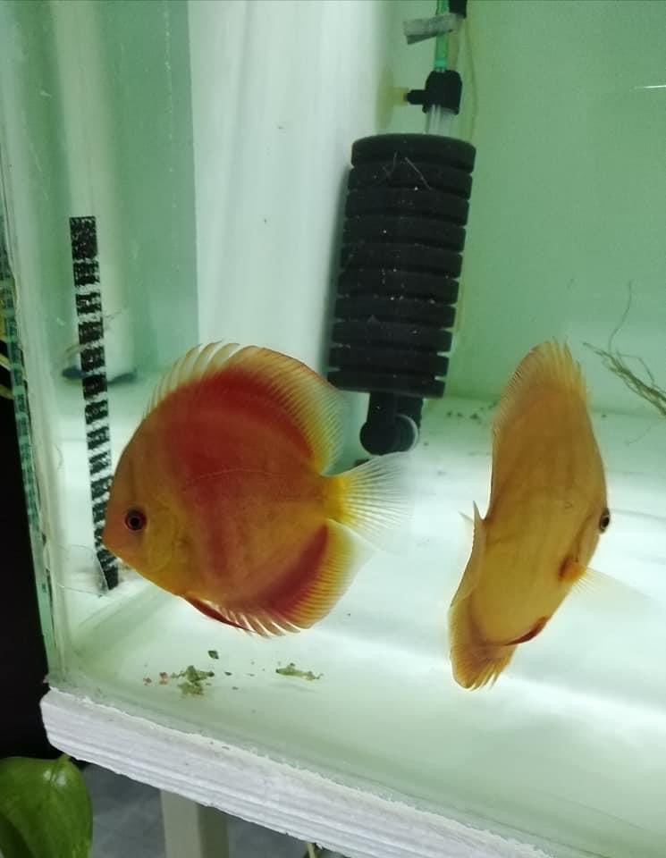 AQUATIC LIFE AQUARIUM