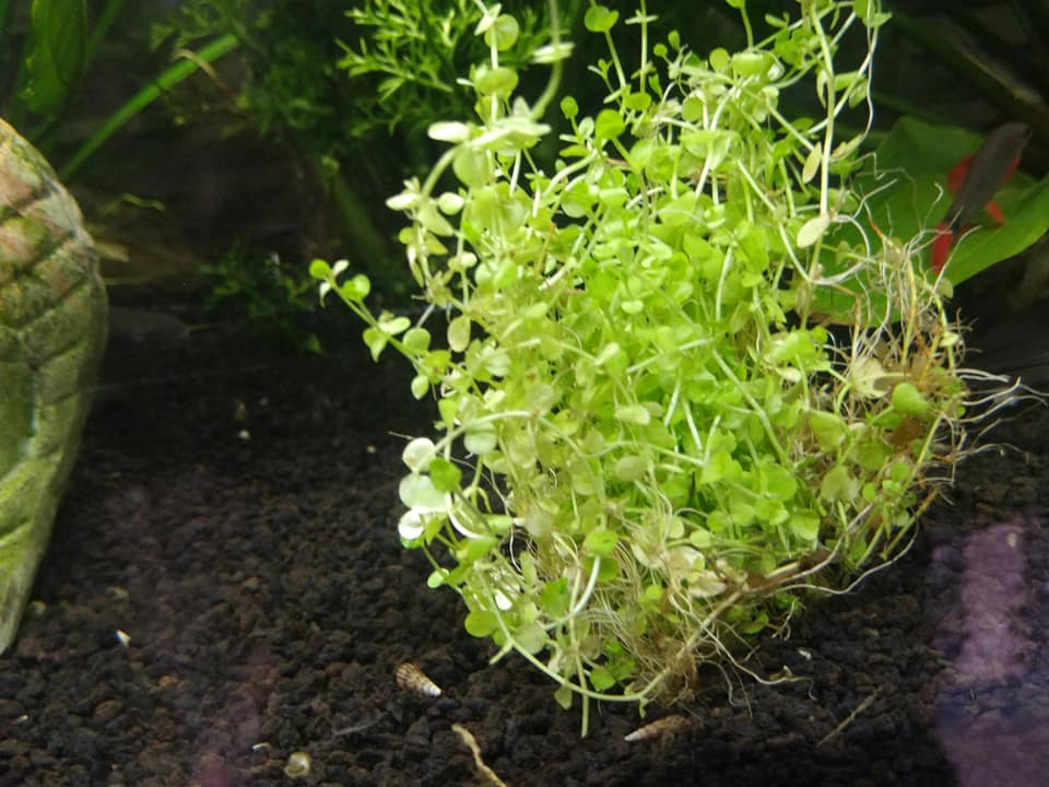 Acuario Acuazombie