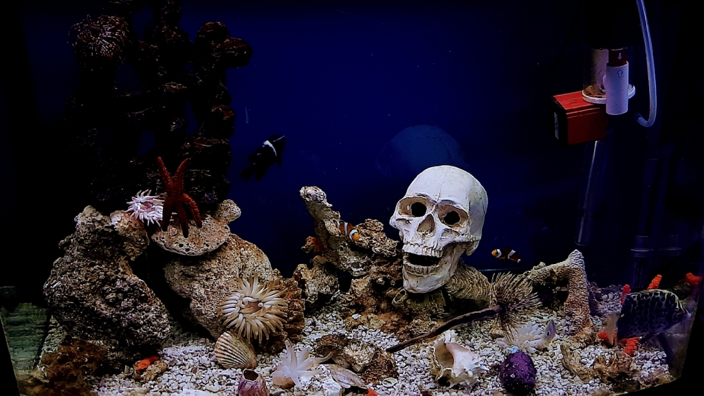 Aqua Paradise, Hidalgo Aquarium