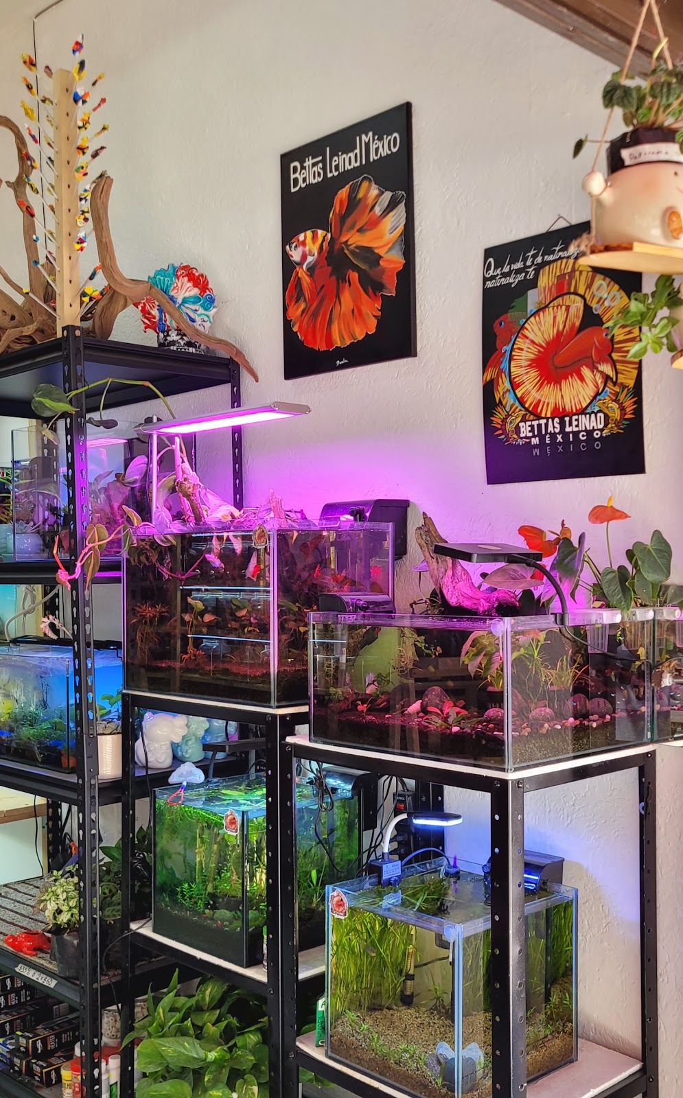 Leinad Bettas Aquarium Mexico