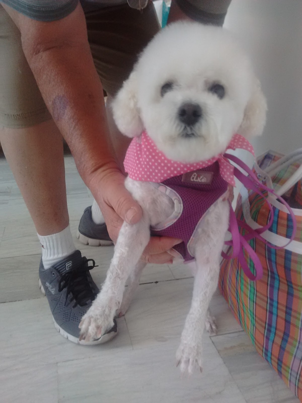 Estética Canina La Mascota