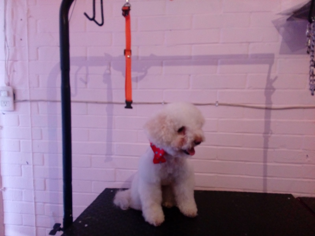 Acuafish y Estética Canina Pet boutique
