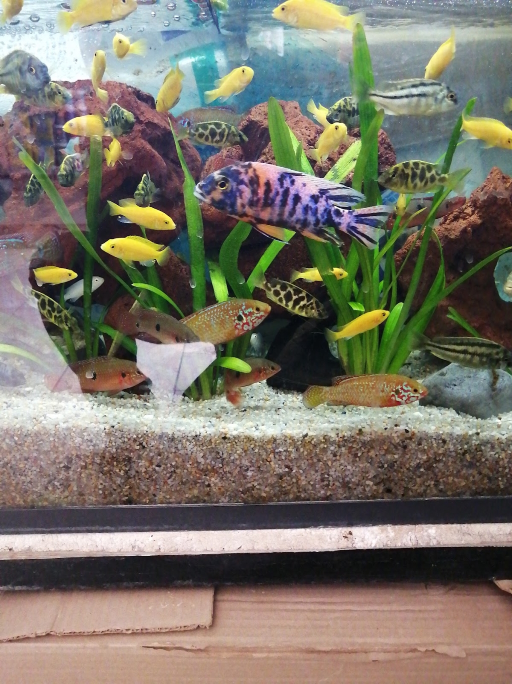 Aquarium Aquatic World Fish