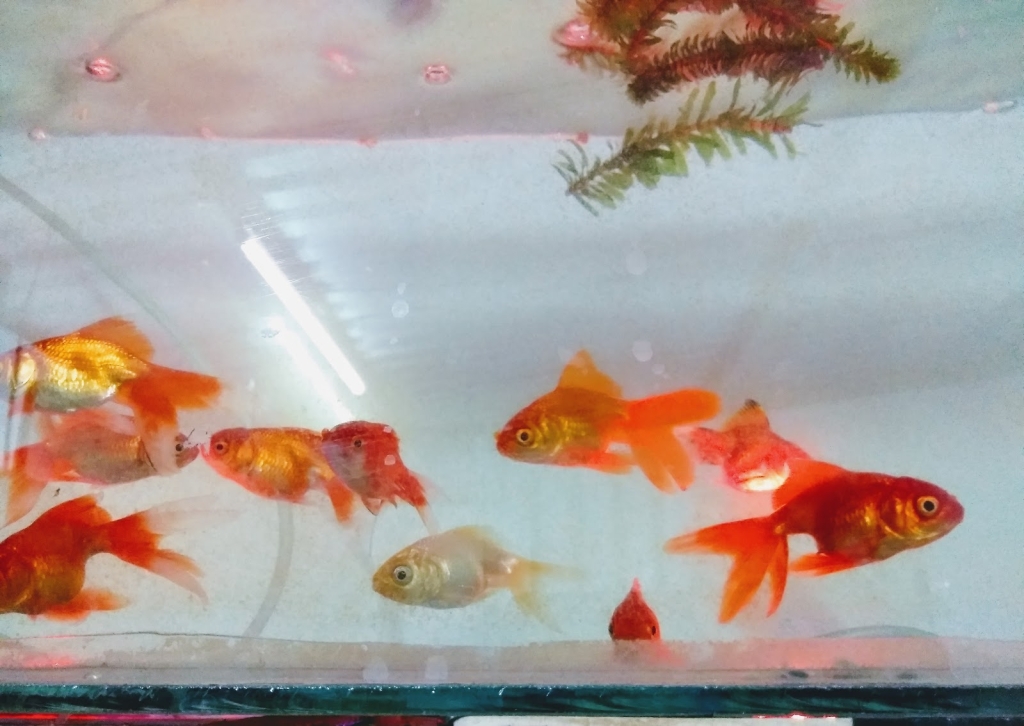 Acuario Ichthys