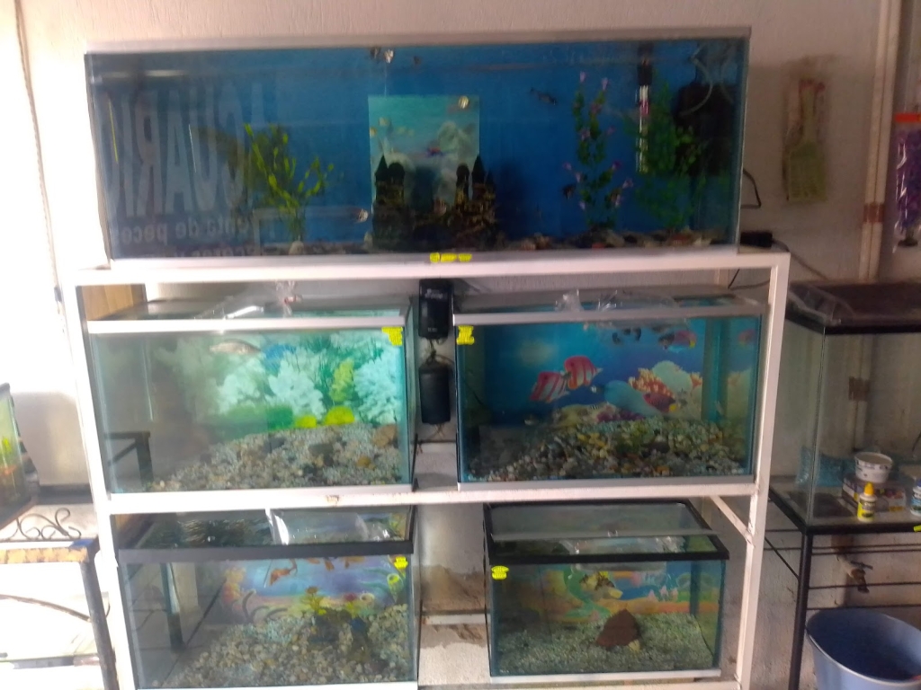 ACUARIO VIRGO