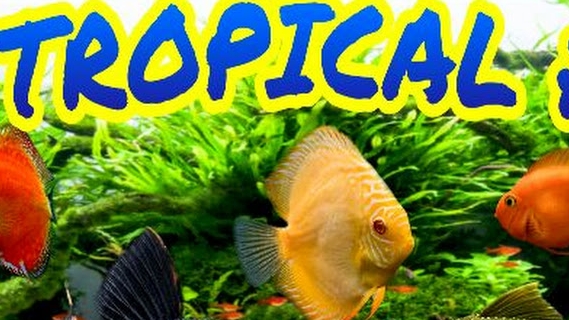 Tropical Fish & Pets Aquarium
