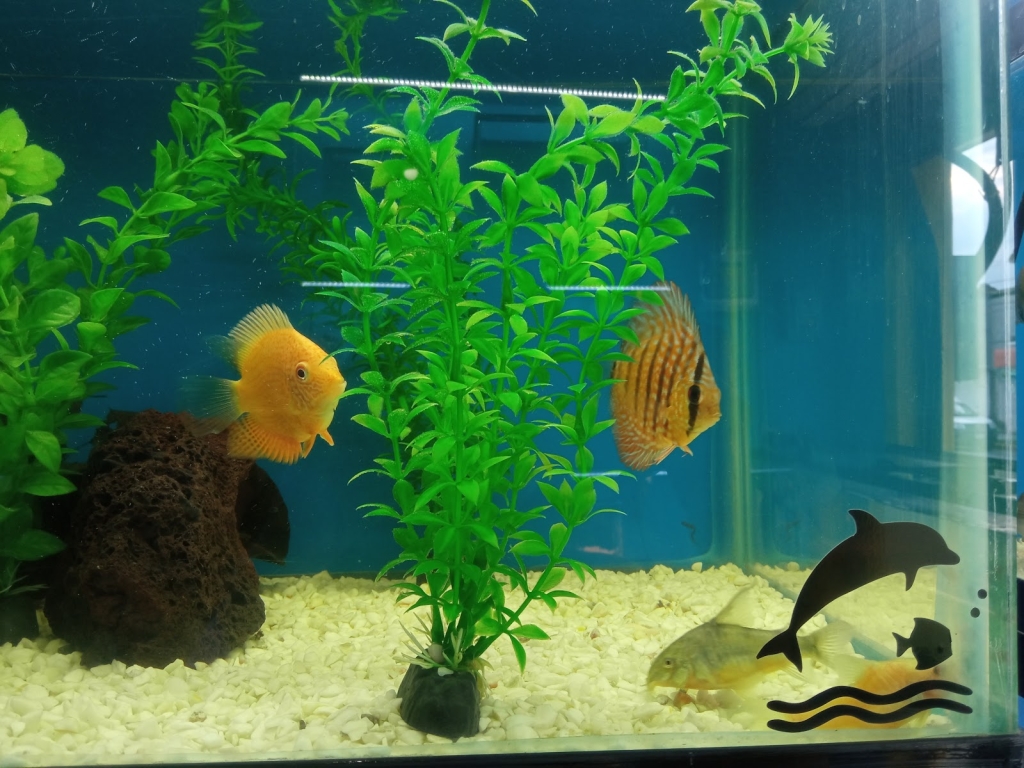 The Red Fish Aquarium