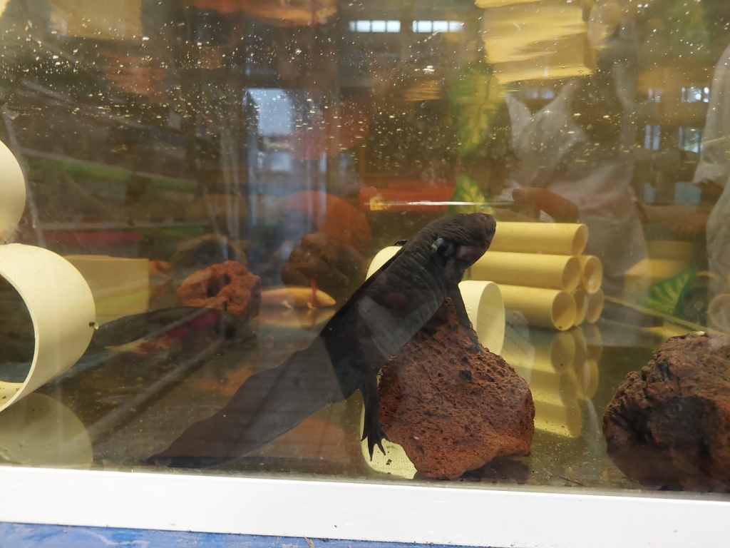 CCH Vallejo Aquarium