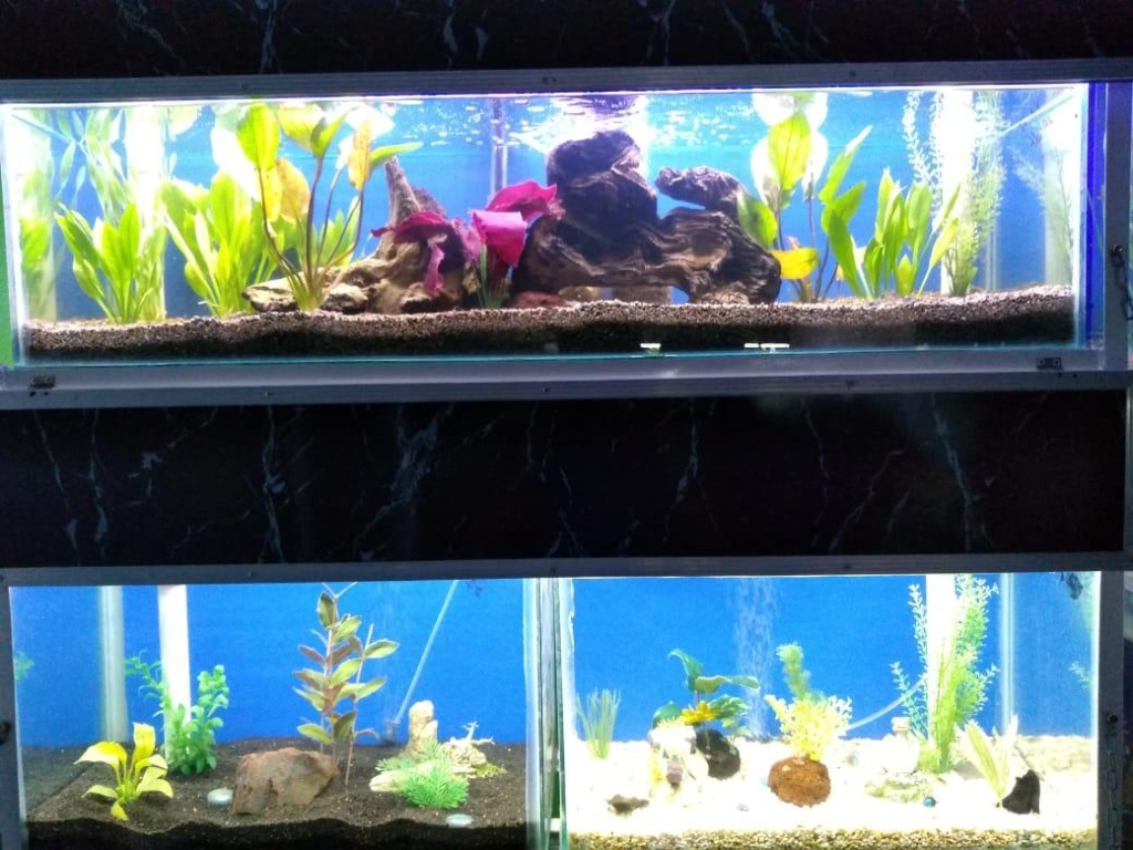 Ocampo Aquarium