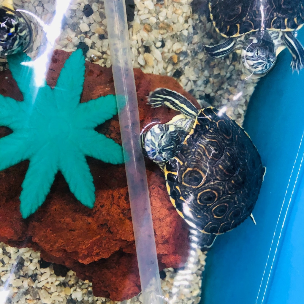 Acuario Xcaret Uruapan