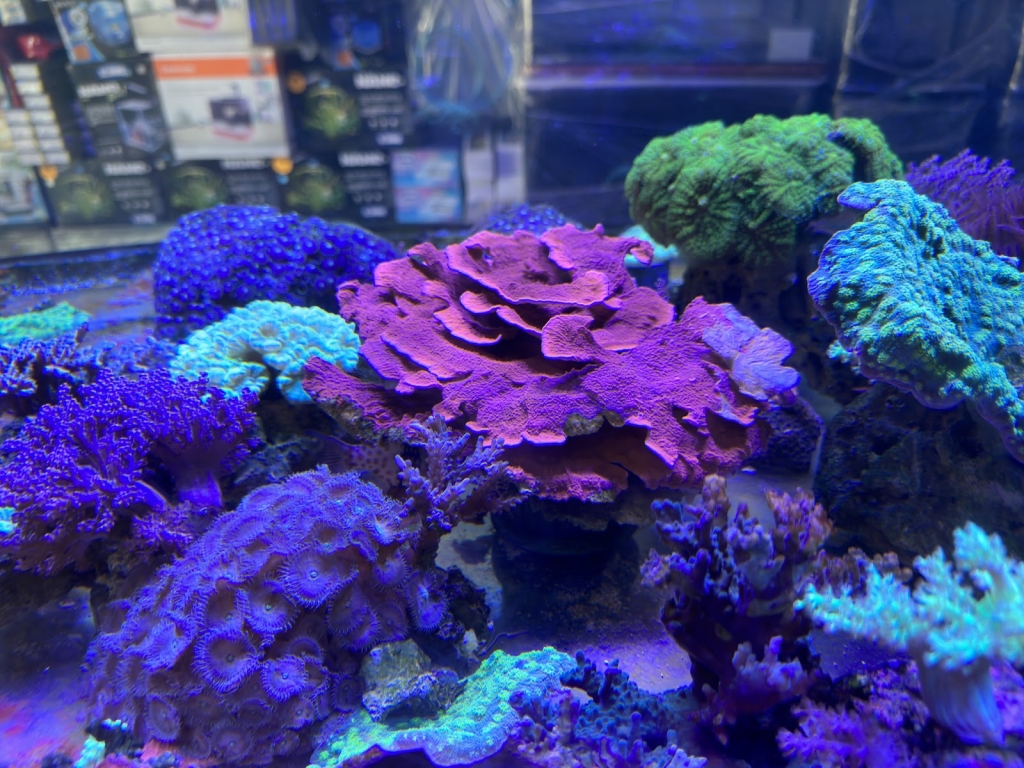 Coral World