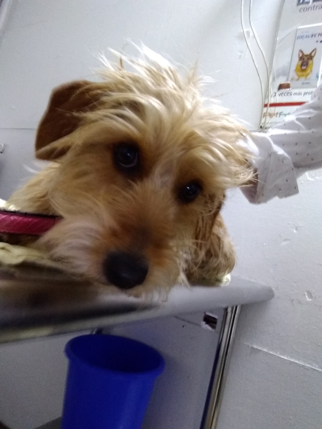 Pet Veterinary Center