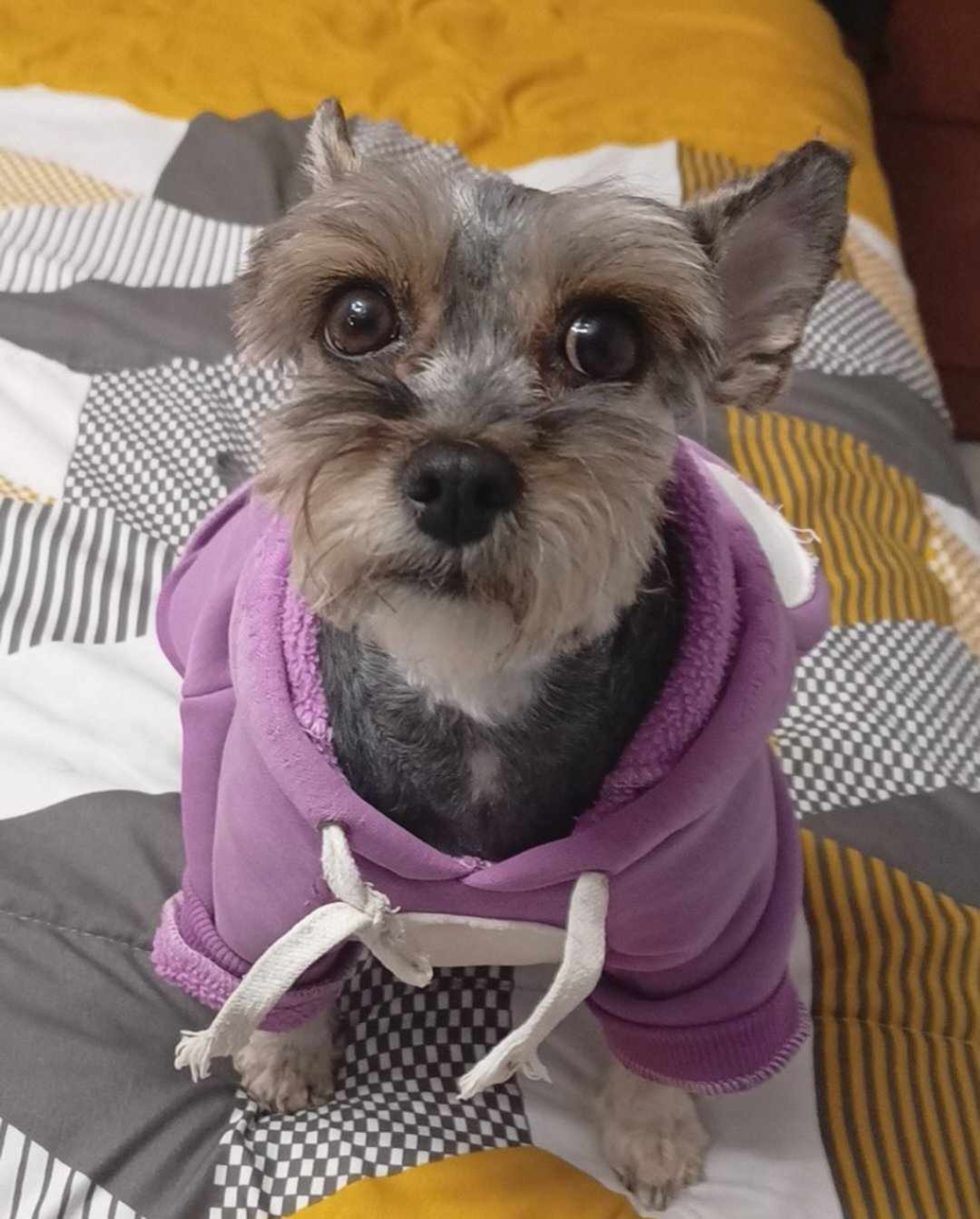 Chihuahua Clinic Amazon Aquarium