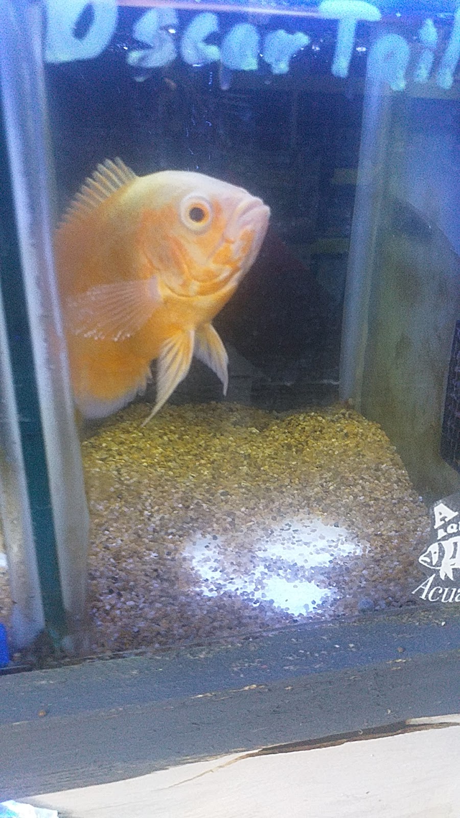 AQF Aquafrias Aquarium