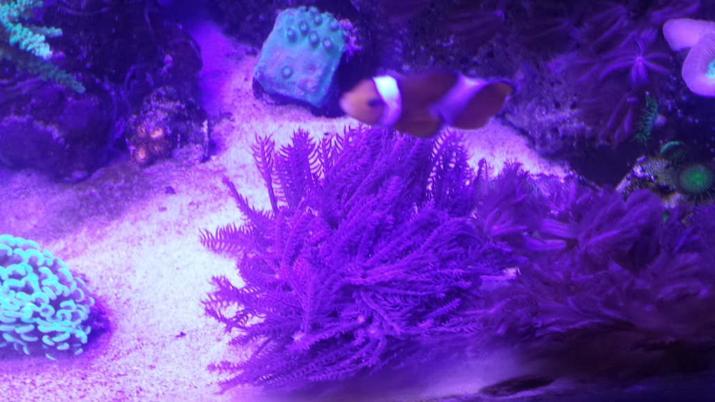 REEF CHEM Aquarium