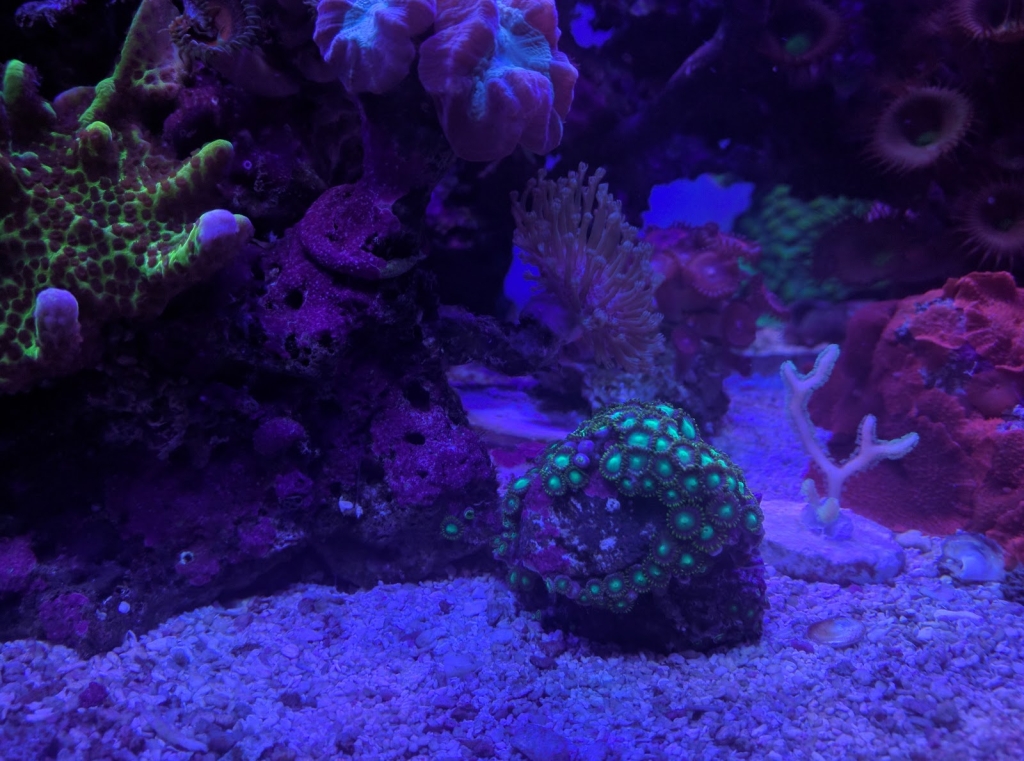 REEF AQUARIUM