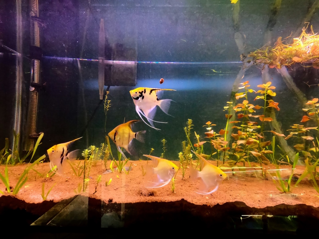 Deep Nature Aquarium