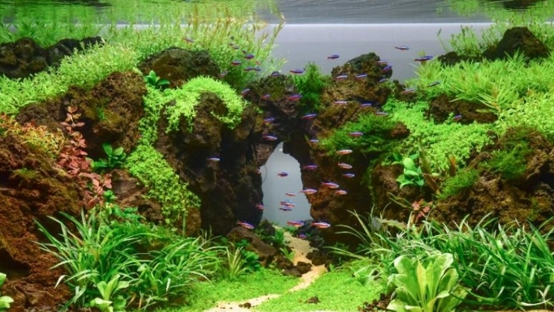 ADT'S Aquascape