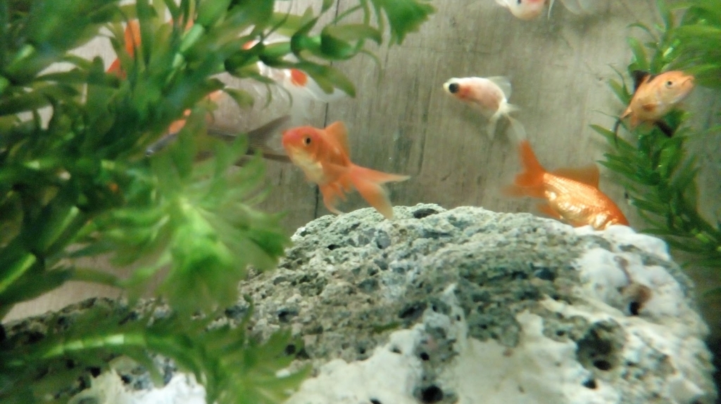 Acuario Bichos