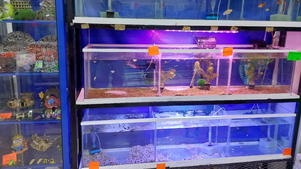 Campeche Aquarium and Pet Shop