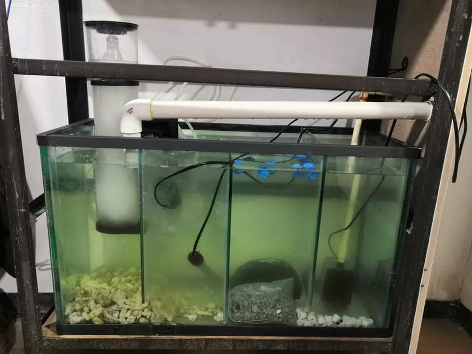 The Buccaneer Aquarium and Pet Store