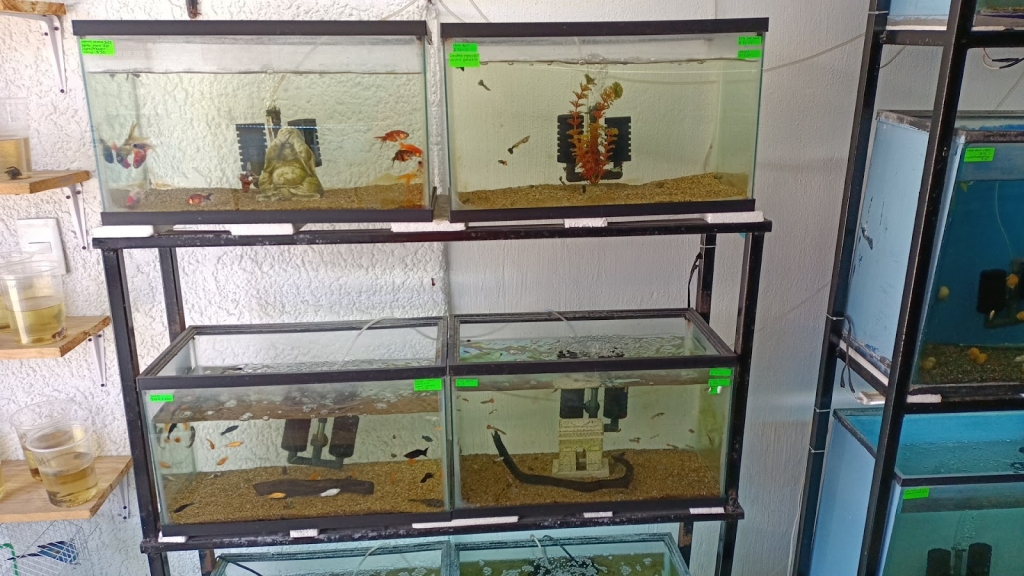 CHAVARIN AQUARIUM