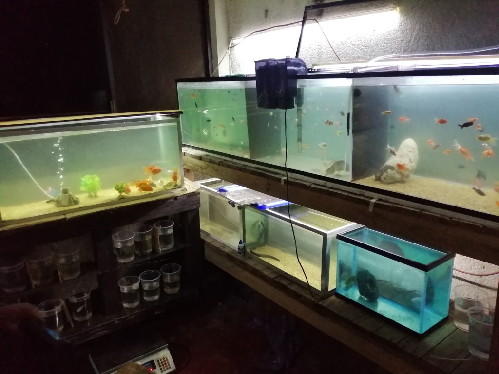 Tropical Fish Aquarium
