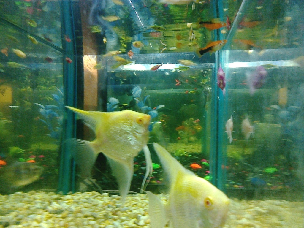 Kois and Dragons Aquarium