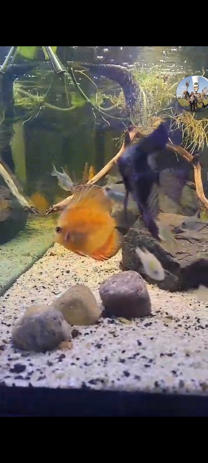 Capital Fish Aquarium Celaya