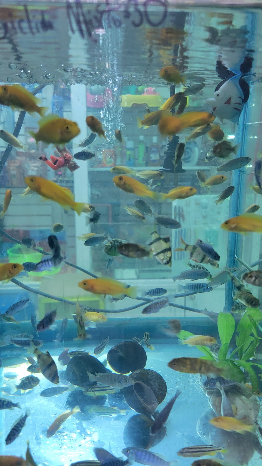 Pet Shop Aquarium