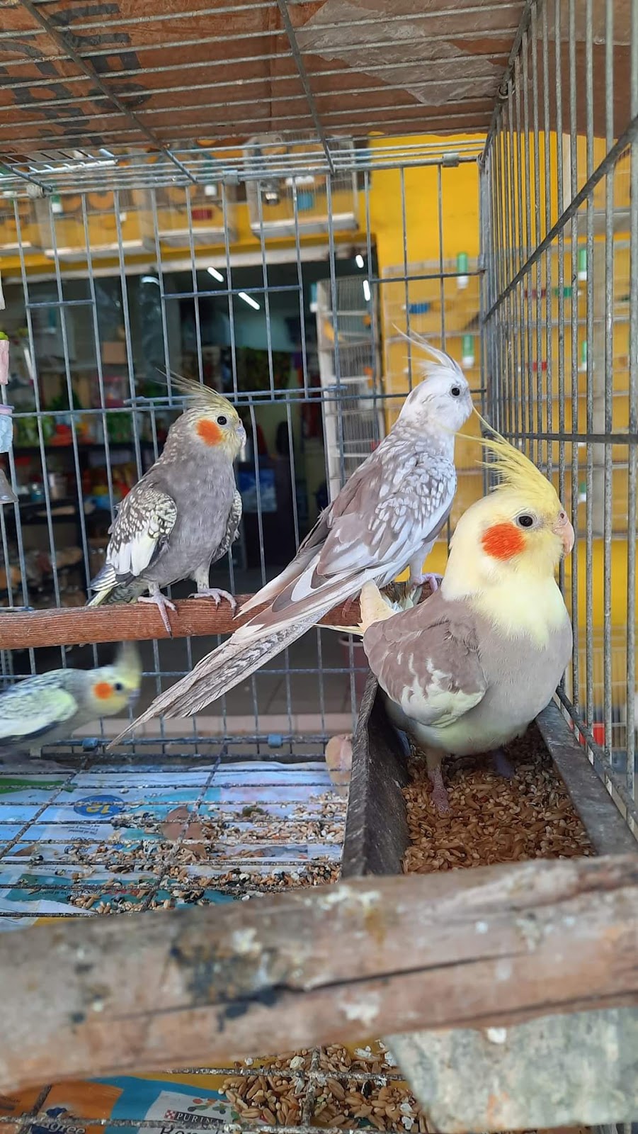 Rancho los Coyotes Manzanillo Aquarium and Pet Store