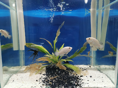 Blue Magic Aquariums