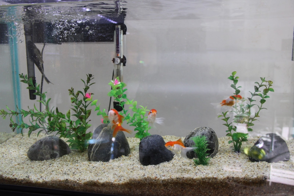 Neptune Aquarium Huehuetoca