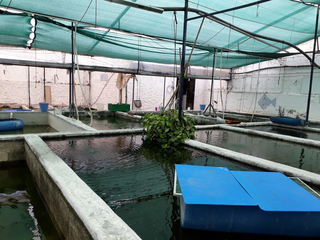 Acatlán Fish Hatchery