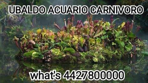 Ubaldo Carnivorous Aquarium