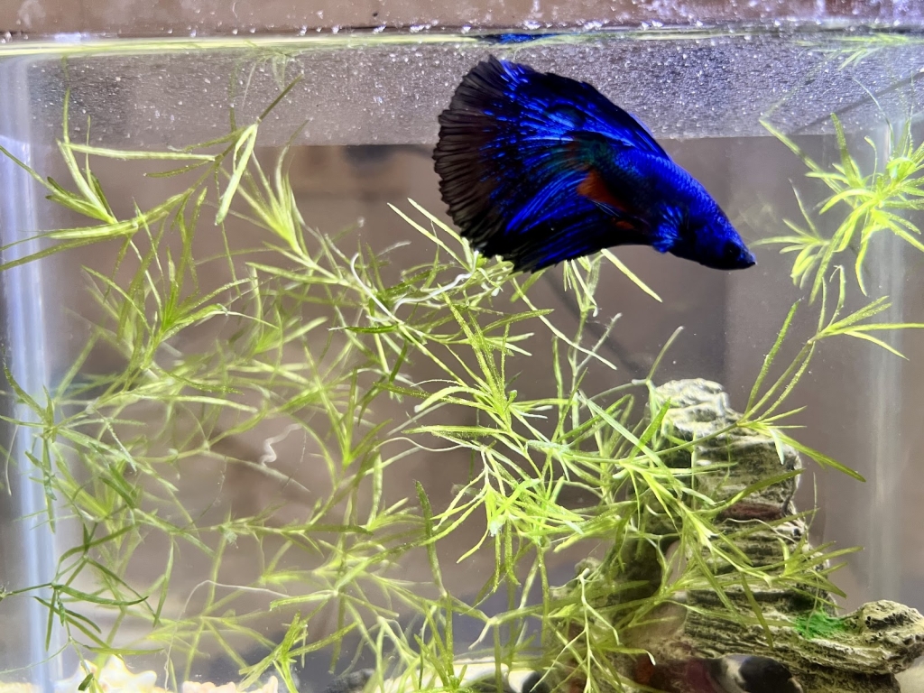 Valladolid Aquarium Fish