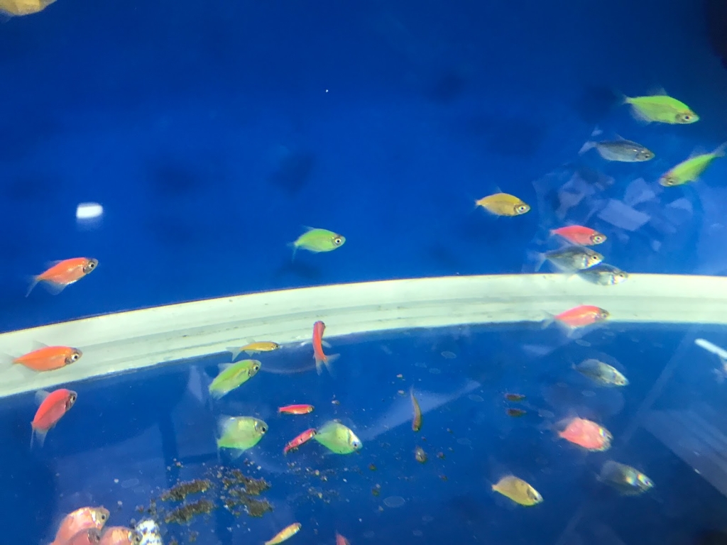 Aquatic Adventure Aquarium