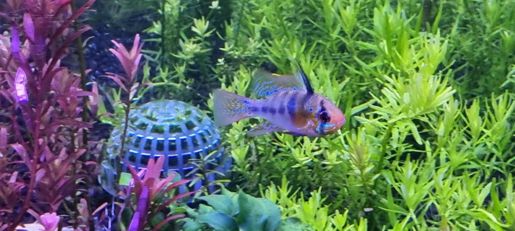 VI Sydney Shrimp