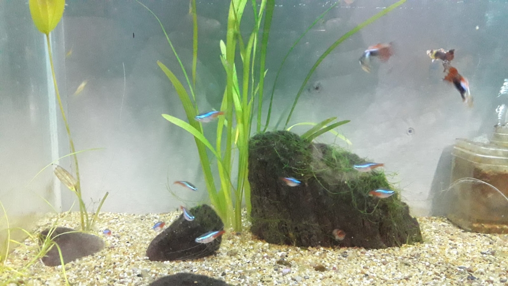 Don Cat Aquarium and Food Sales