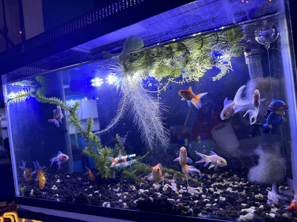 Aqua Styles Aquarium