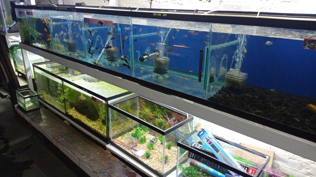 Acuario Aleta Felíz